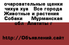 очаровательные щенки чихуа-хуа - Все города Животные и растения » Собаки   . Мурманская обл.,Апатиты г.